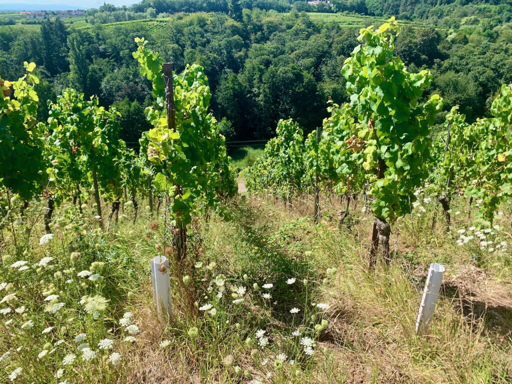 Burrweilerer Altenforst von Weingut Möwes