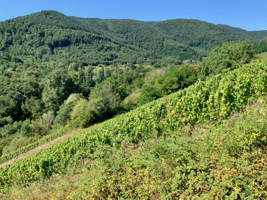 Burrweilerer Altenforst von Weingut Möwes