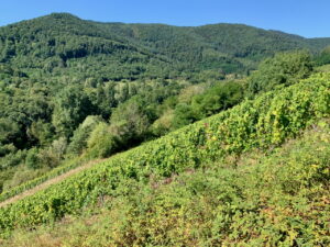 Burrweiler Altenforst von Weingut Möwes